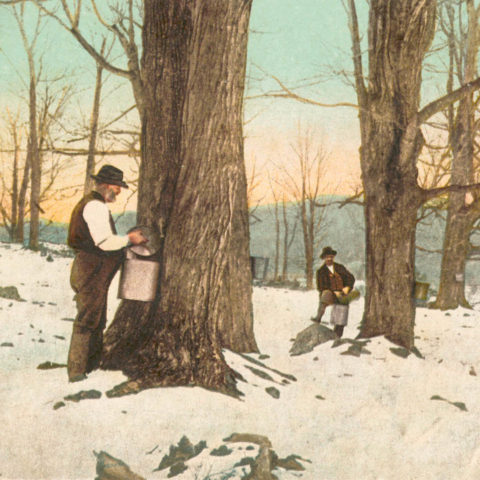 Maple Sugaring: Celebrating a Sweet Season