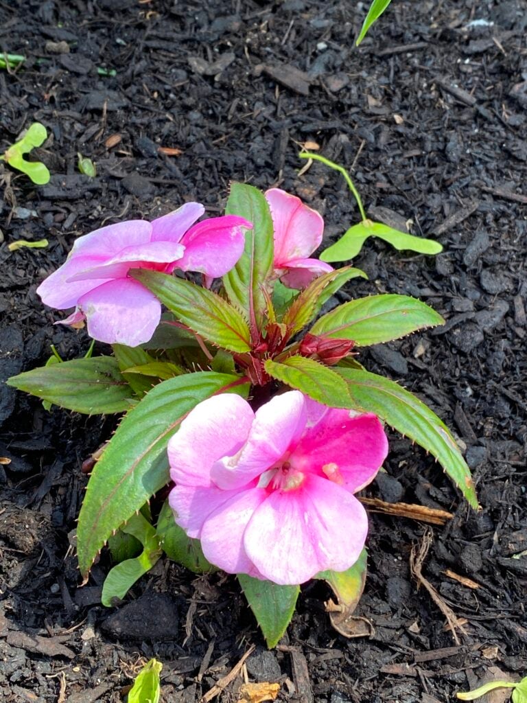 Taking Joy in June